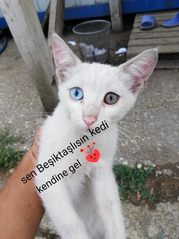 Evcil hayvanınız var mı, sahiplenmeyi düşünüyor musunuz?