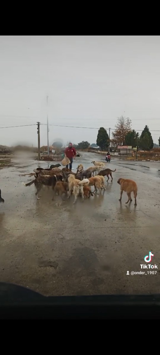 Evcil hayvanınız var mı, sahiplenmeyi düşünüyor musunuz?