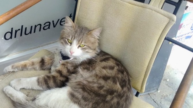 Kediler çok asil hayvanlar değil mi?