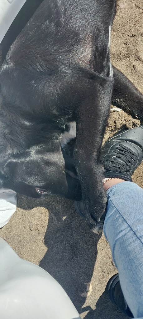 Köpekler mi daha sadık kediler mi?