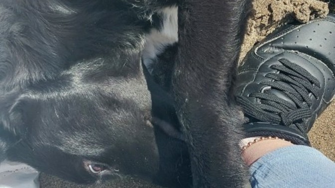 Köpekler mi daha sadık kediler mi?
