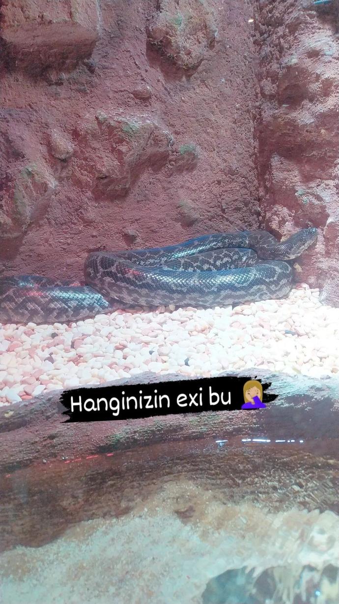 Bu ponçik hayvan benim eski sevgilim galiba, sizin neyiniz olurdu?