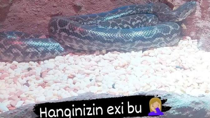 Bu ponçik hayvan benim eski sevgilim galiba, sizin neyiniz olurdu?