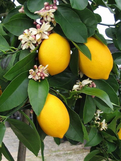 Hayatın sana verdiği limonları limonata yaptın mı?
