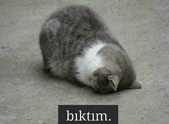 Kısa boylu erkeklerin penisi küçük mü oluyor?