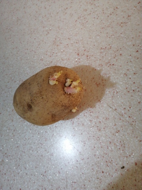 Bu patates yenir mi?