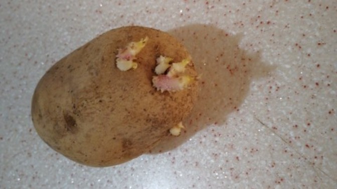 Bu patates yenir mi?