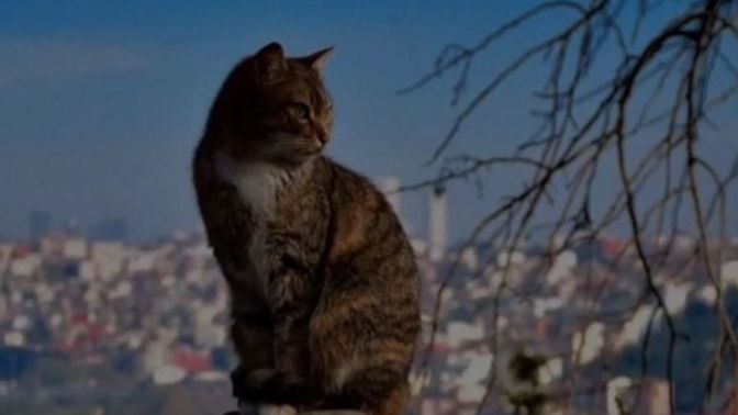 Kalbin mi kırık kanadın mı?