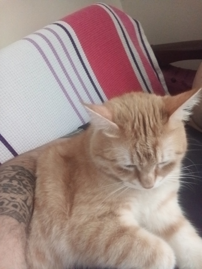 Var mı sizinde evde patili pençeli dostlarınız 🫣?