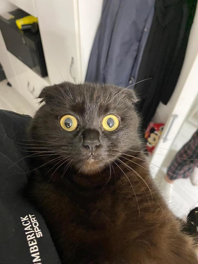 Kedi ler için neden nankör derler?
