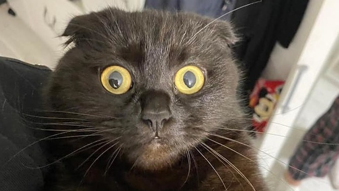 Kedi ler için neden nankör derler?