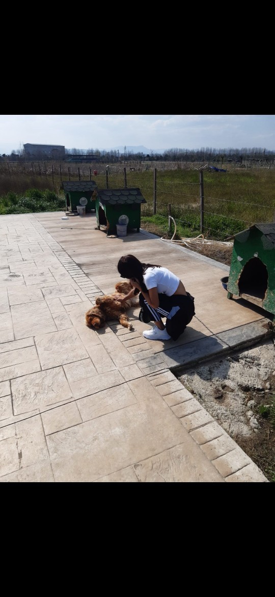 Köpeklerle aranız nasıl, bu masum yavruları sever misiniz?