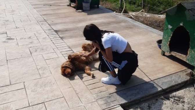 Köpeklerle aranız nasıl, bu masum yavruları sever misiniz?