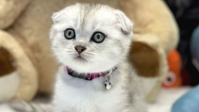 Scottish fold Kedi istiyorum fiyatları ortalama ne kadardır?
