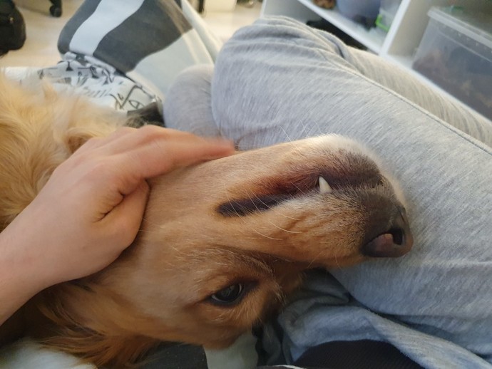 Kedici misiniz yoksa köpekçi mi?