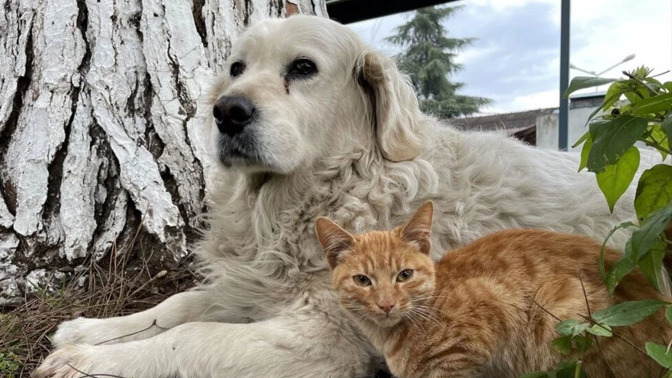 Kedici misiniz yoksa köpekçi mi?