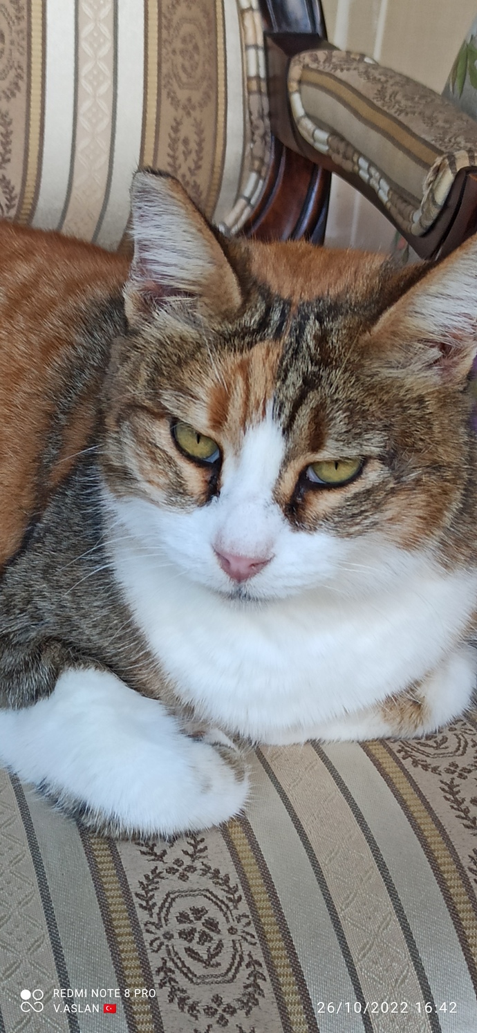 Seçimde trafoya kedi girer mi?