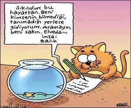 Seçimde trafoya kedi girer mi?