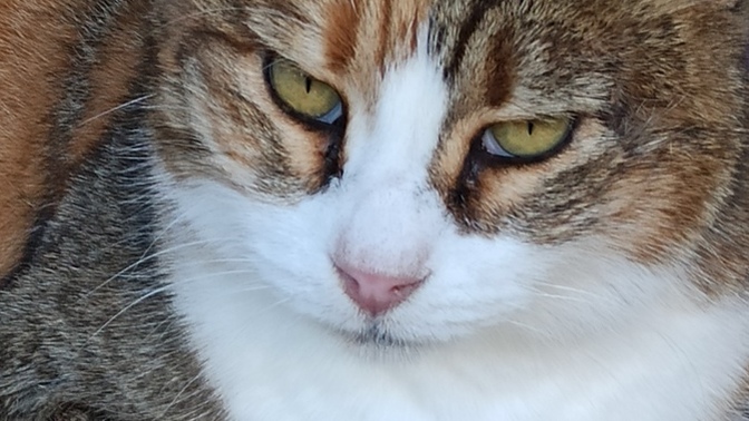 Seçimde trafoya kedi girer mi?