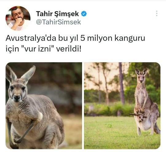 Avustralyadaki kangurular için vur izni getirilmiş, ne düşünüyorsunuz?