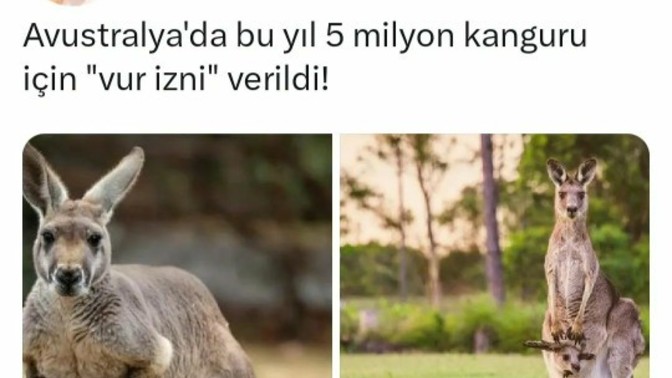 Avustralya'daki kangurular için vur izni getirilmiş, ne düşünüyorsunuz?
