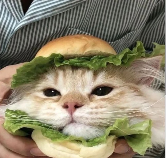 Size et burger mi yapayım yoksa tavuk burger mi?