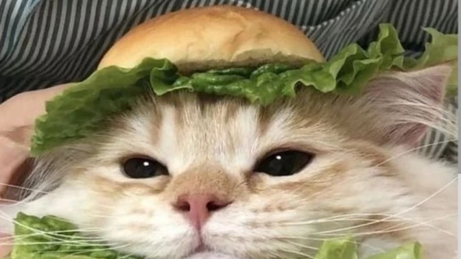 Size et burger mi yapayım yoksa tavuk burger mi?