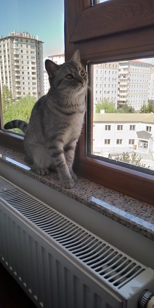 Kızların hepsi neden sürekli bir sevgili veya flört arayışında?