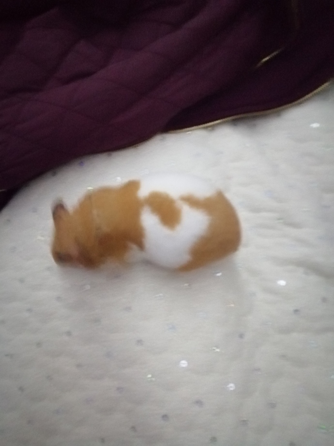 Hamster besleyen var mı, hamile hamster nasıl anlaşılır?