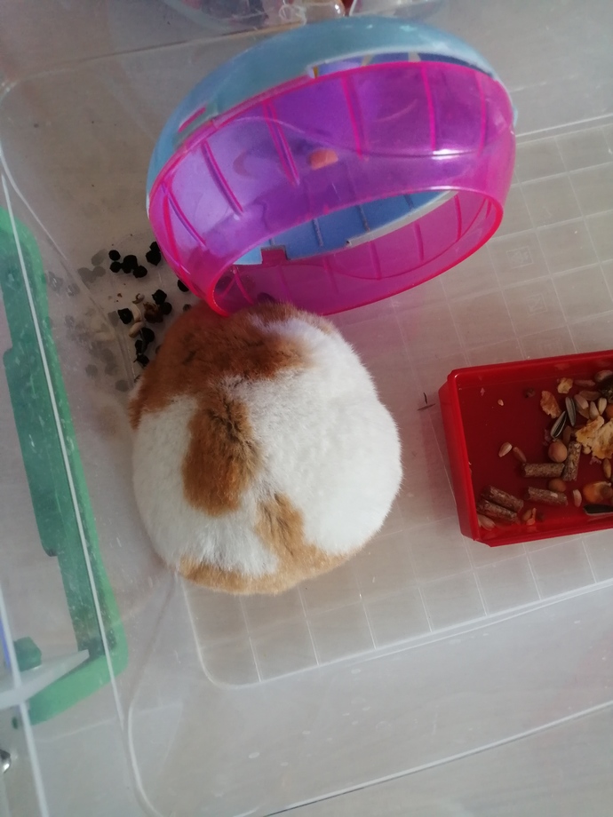 Hamster besleyen var mı, hamile hamster nasıl anlaşılır?