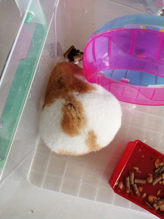 Hamster besleyen var mı, hamile hamster nasıl anlaşılır?