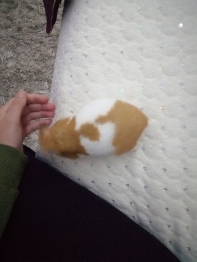 Hamster besleyen var mı, hamile hamster nasıl anlaşılır?