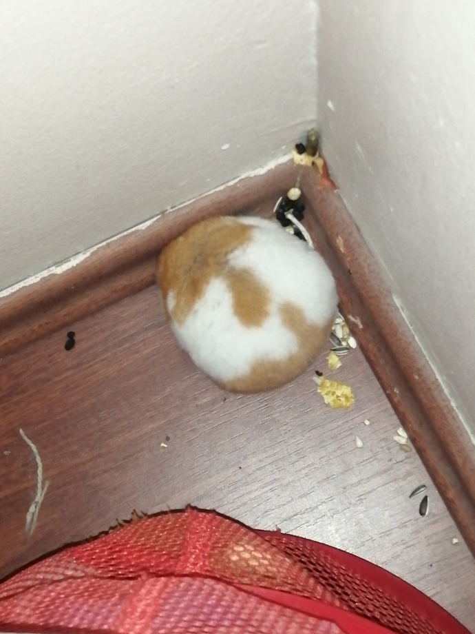 Hamster besleyen var mı, hamile hamster nasıl anlaşılır?