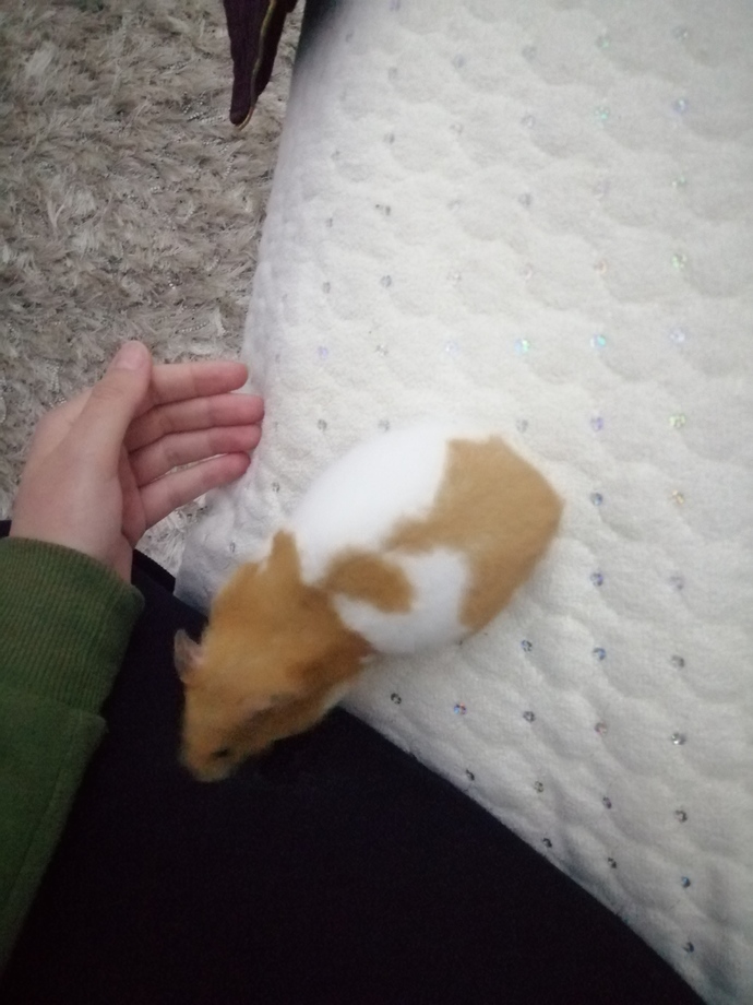 Hamster besleyen var mı, hamile hamster nasıl anlaşılır?
