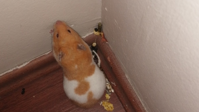 Hamster besleyen var mı, hamile hamster nasıl anlaşılır?