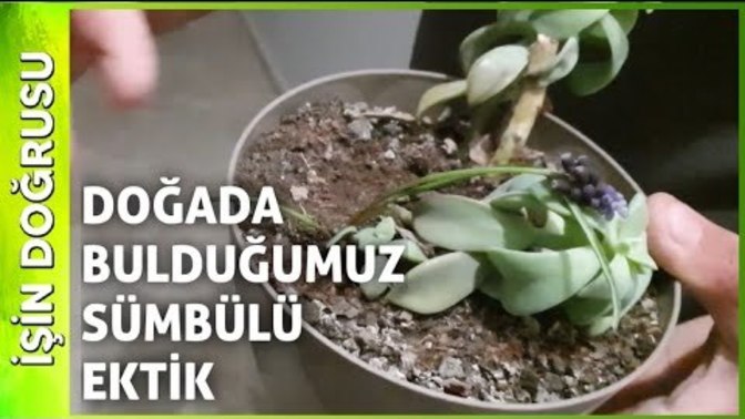 Taze kekik nasıl kurutulur?