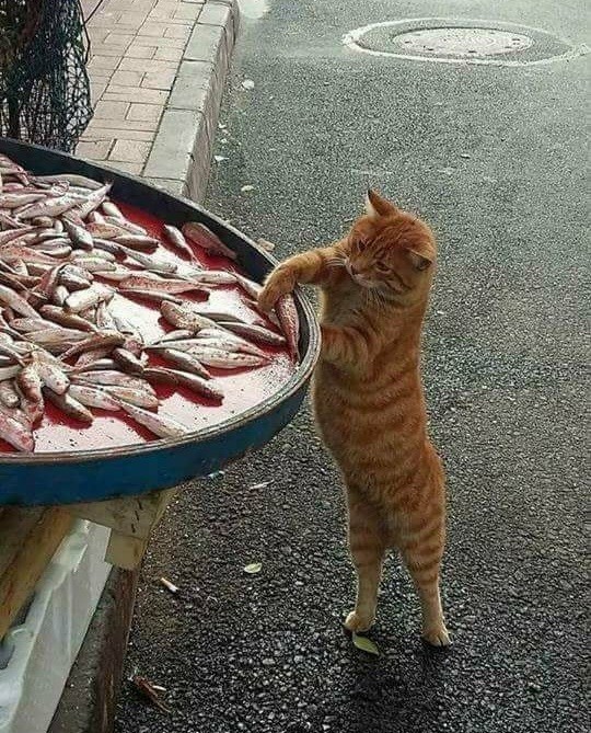 Hiç hırsızlık yaptın mı?