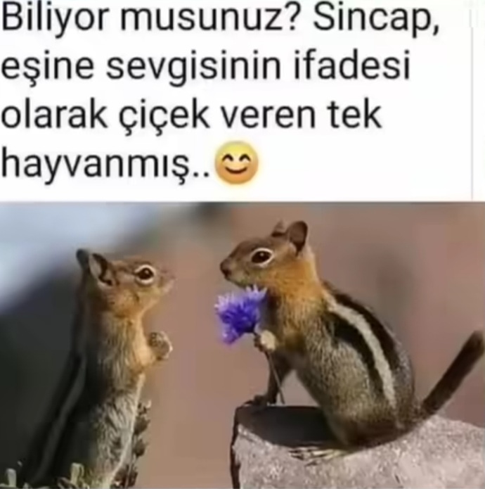 Erkekler bir sincap kadar romantik olabilseydi dünya nasıl bir yer olurdu sence?
