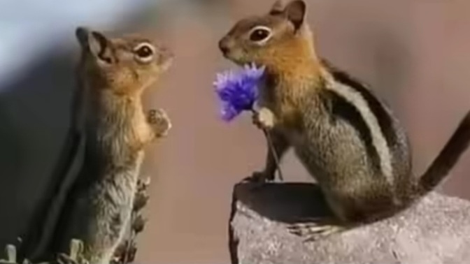 Erkekler bir sincap kadar romantik olabilseydi dünya nasıl bir yer olurdu sence?