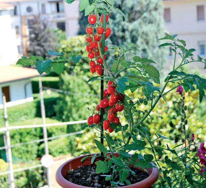 İlkbahar geliyor. Balkonunuzda saksıda çiçek ya da sebze yetiştirir misiniz?
