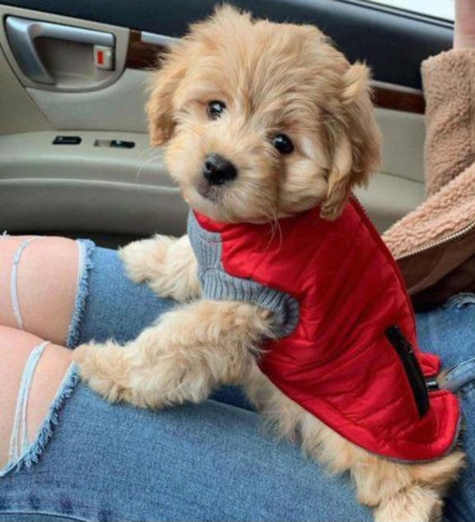 Bu köpeğin adı yediğiniz son şey olsa ne olurdu?