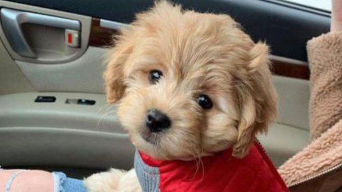 Bu köpeğin adı yediğiniz son şey olsa ne olurdu?