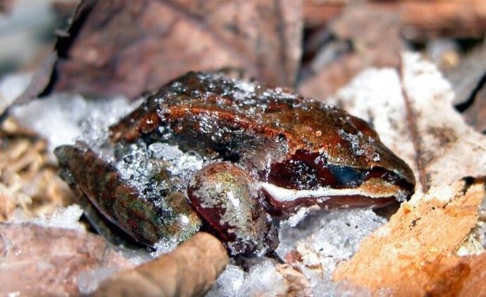 Kurbağalar bu soğuk havalarda derelerde, göllerde nasıl yaşıyorlar?