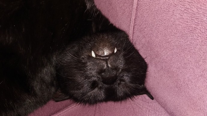 Zombiler mi vampirler mi?