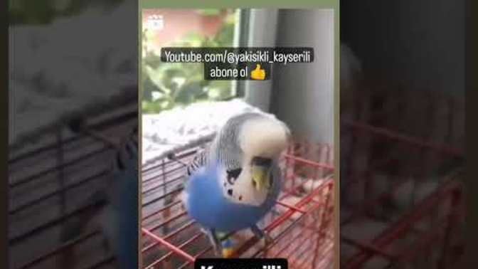 Muhabbet kuşu dua veya sure okuyabilir mi buna inanıyor musunuz? ?