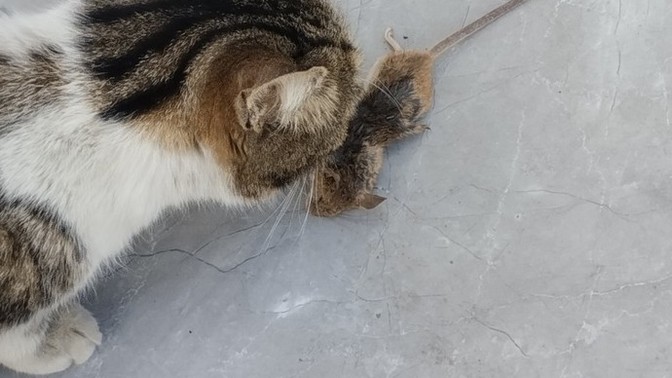 Doğanın kanunu çok adaletsiz değil  mi ya?