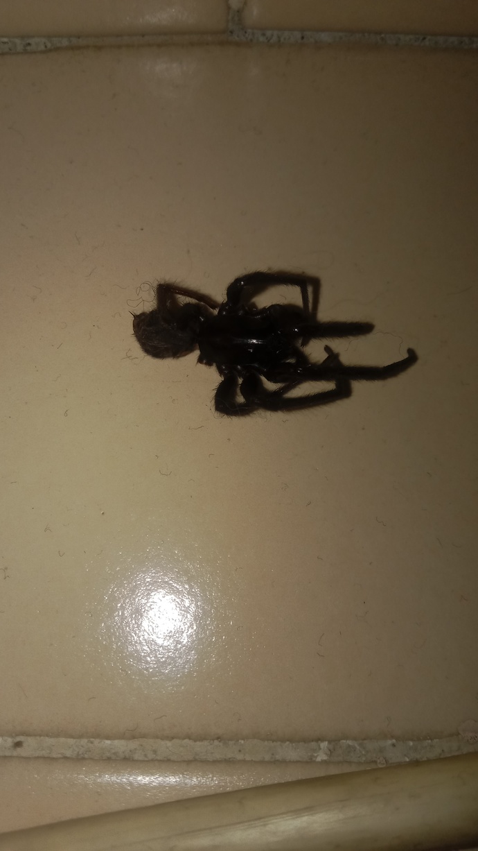 Bu örümceğin türü nedir?