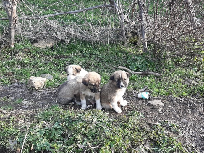 Köpek yavrusu sever misiniz?