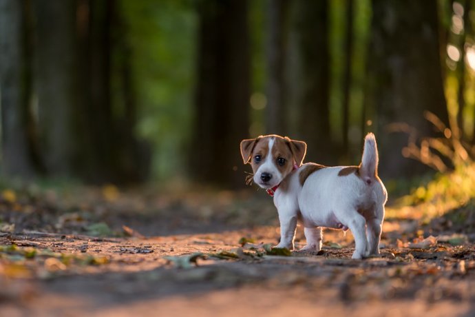 Köpek yavrusu sever misiniz?
