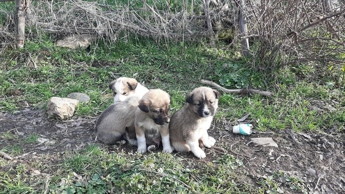 Köpek yavrusu sever misiniz?